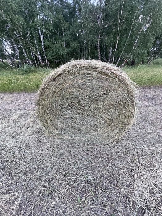 Продам сено рулонный