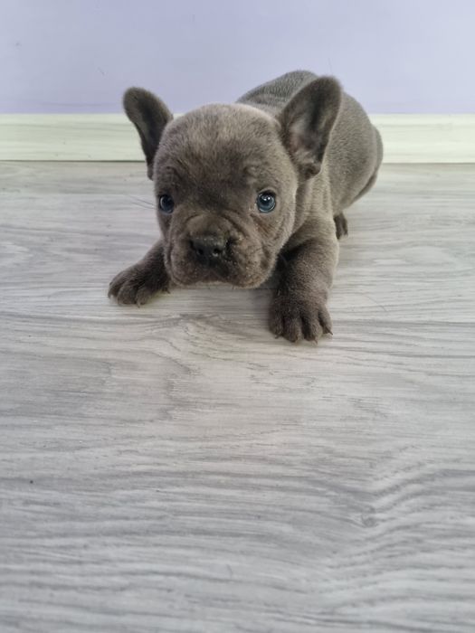 Френски булдог момче