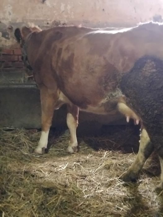 Vând vacă de 4 ani