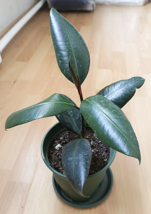 Продам Фикус Эластика.