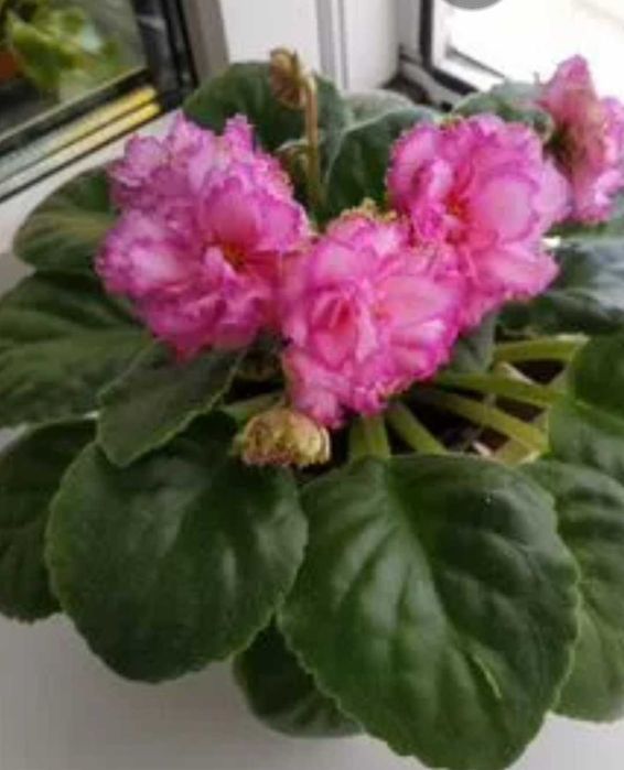 Фиалки от 250 тн и ввше