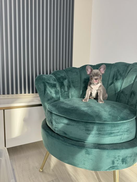 Bulldog Francez Frenchie House Luxury