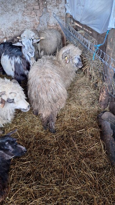 Oi de tăiat slăbuțe