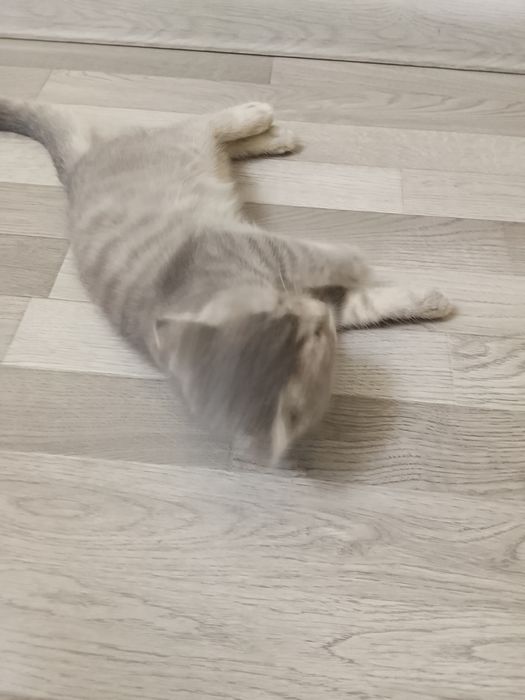 Visloushka mushuk parodali