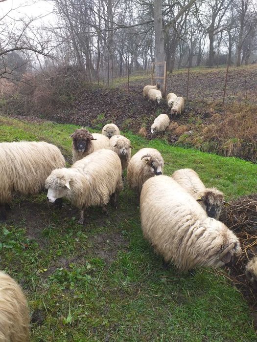 Vând 13 oi, pret 750 bucata, negociabil