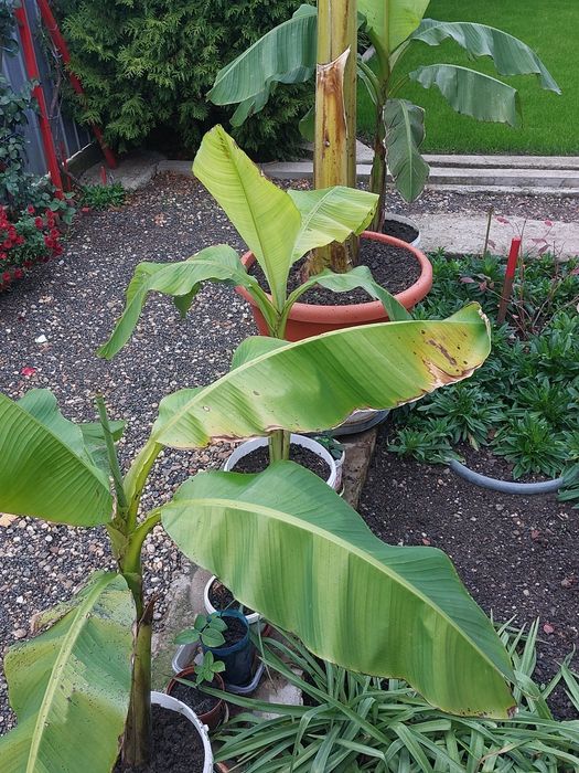 Bananieri , portocali