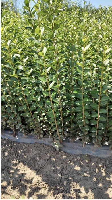 Лигуструм жив плет