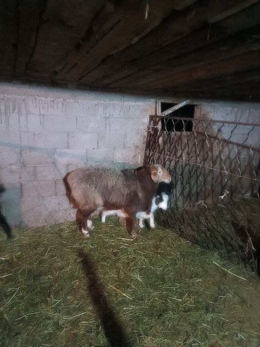 Кошкар сатылады.