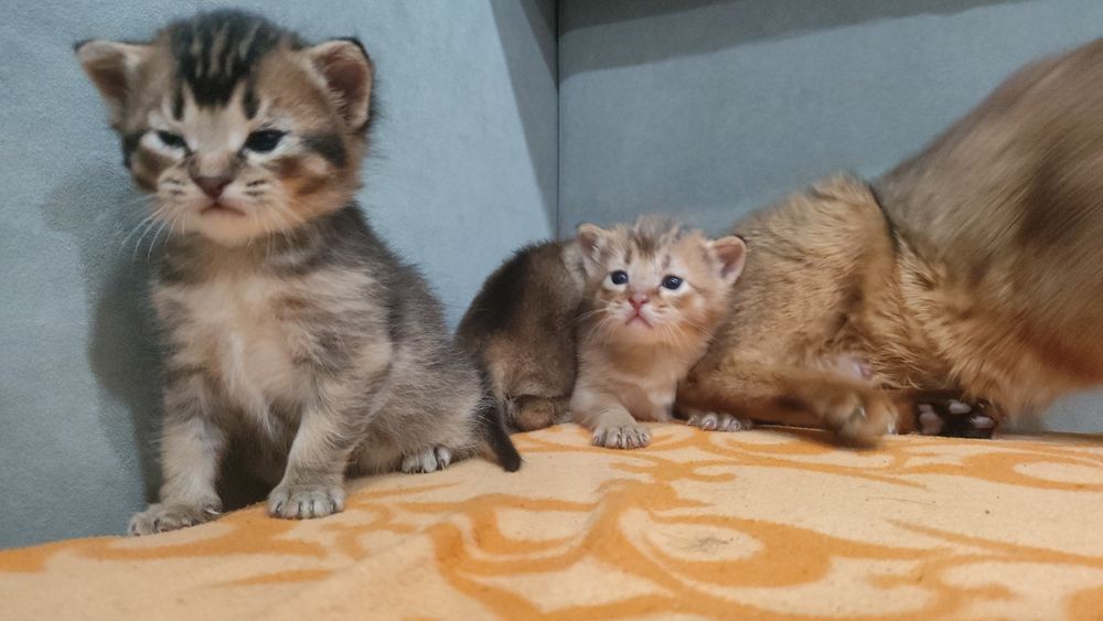 Котята в добрые руки