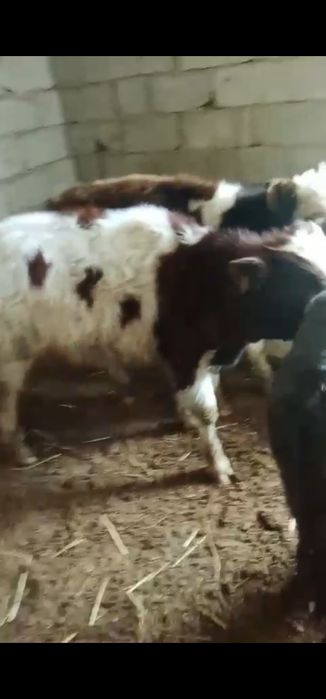 Бұзау Еркек 4 бас