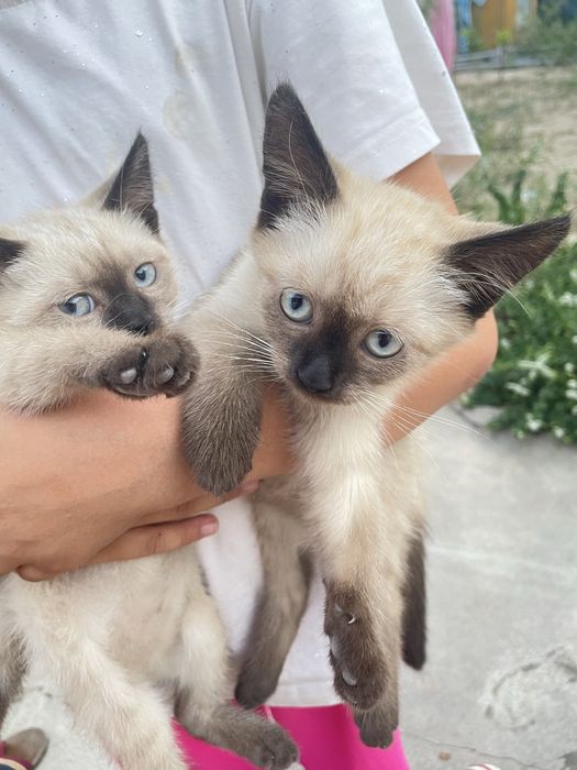 Котята в добрые руки !