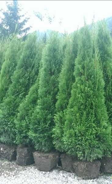 Tuia la cel mai mic preț