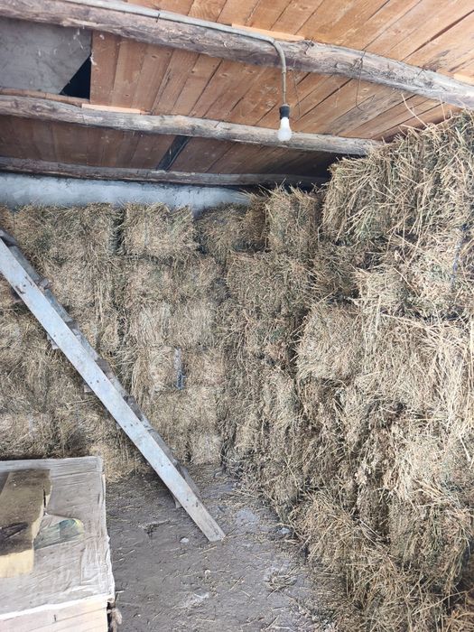 Baloti Lucernă de VÂNZARE