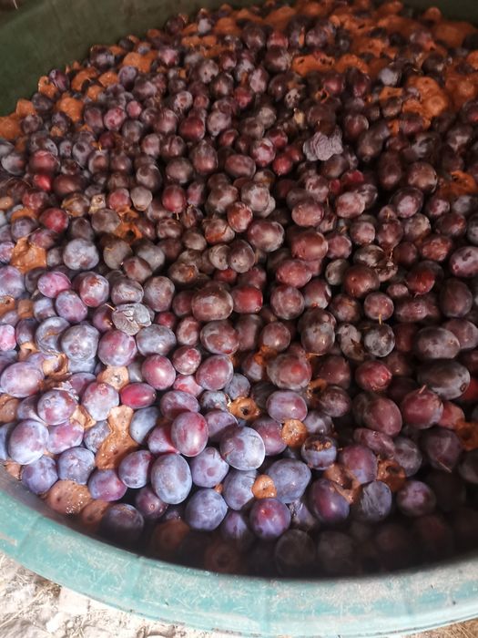 Prune pentru țuică.
