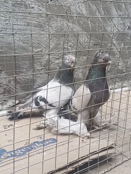Голуби  пара уды