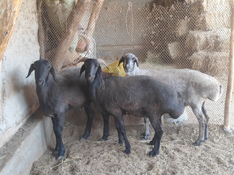 Qo'ylar sotiladi!