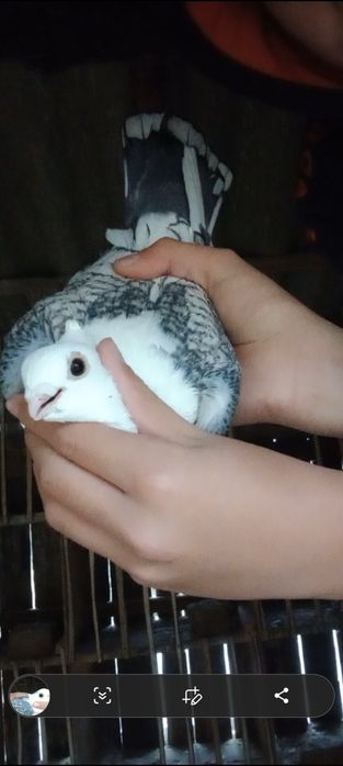 Vand mascul de satinet sau schimb