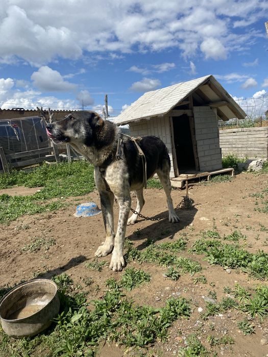 Алабай, қара түсті төбелеске