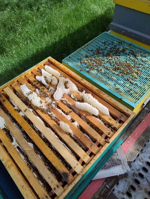 Miere de salcam la butoi