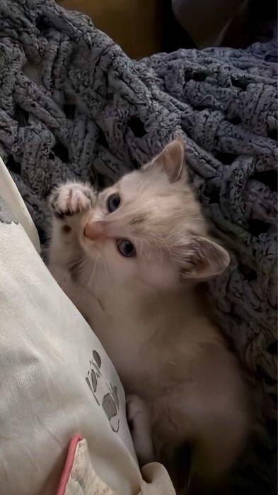 Отдам кошечку с добрые ручки