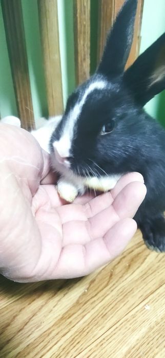 Quyon bollari sotiladi