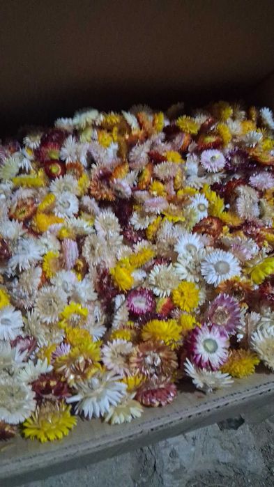 Flori de paie. imortele. helichrysum