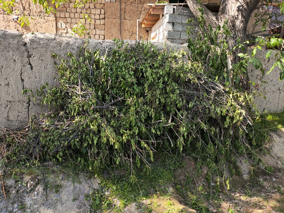 O'tin sotiladi quruq va hul