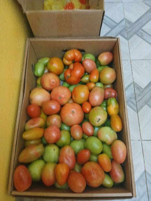 Продам Дачные помидоры