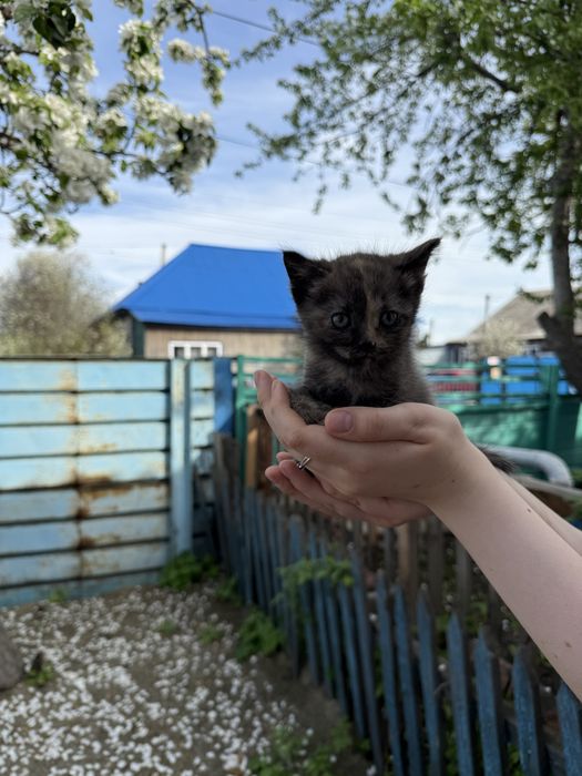 Отдам котят в хорошие руки