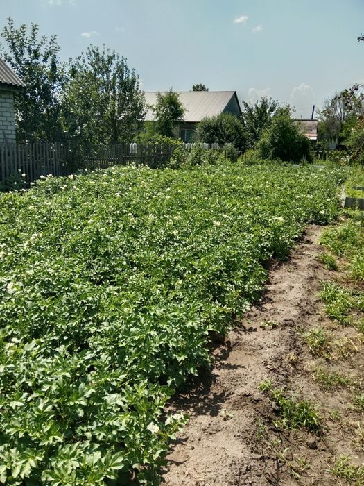 Продам дачу садоводство "Яблонька"