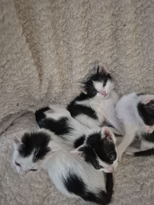 Pisici pentru adopție!