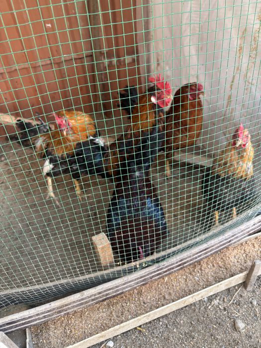 Жўжа хўроз сотилади 100 мингдан