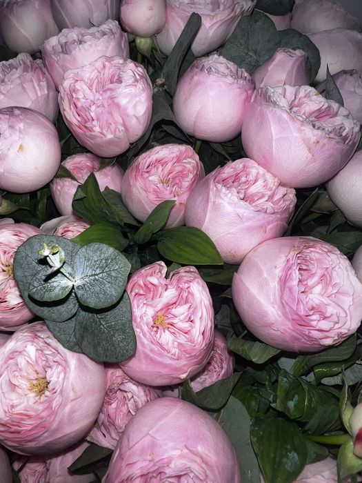 Продам цветы свежие