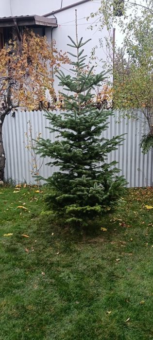 !!Oferta speciala!! Brazi naturali in București. Livrare inclusă!