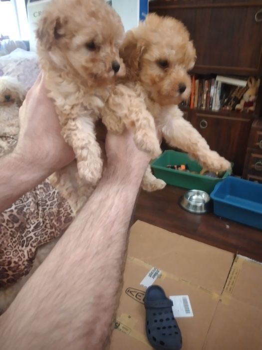 Пудел ,  Мини , , априкот