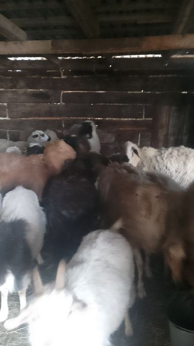 Продам овечек и коз