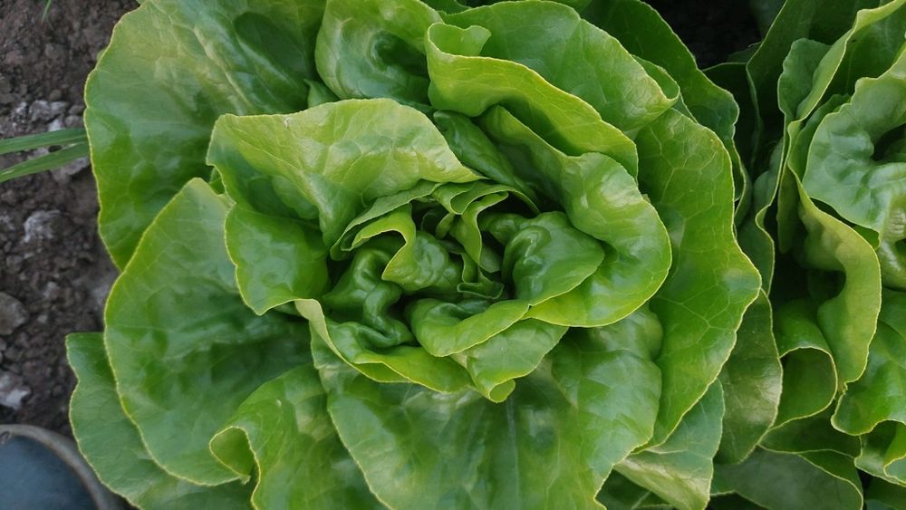 Salată verde normala