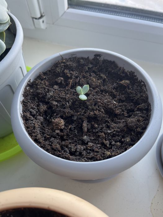 Продам цветок Эхиверия