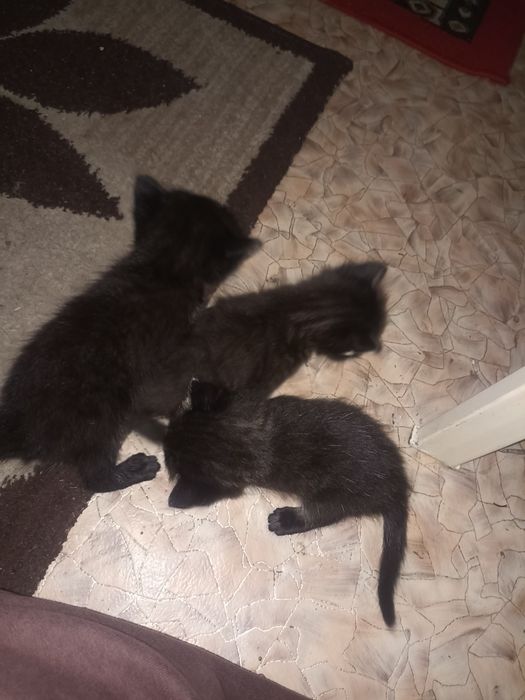 Продам котят 3 котянка