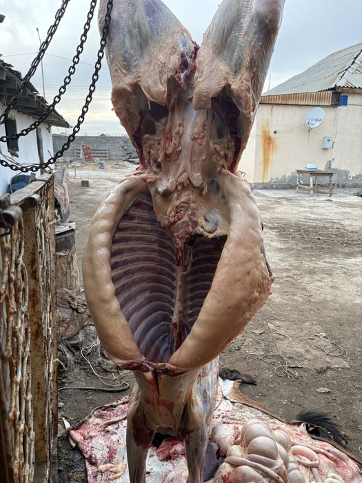 Кунажын байталдар сатылады