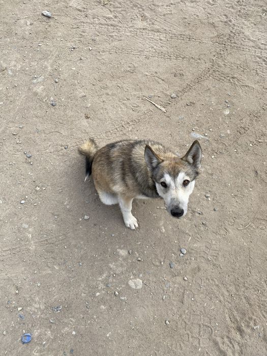 Лайка сыңарымен сатылады