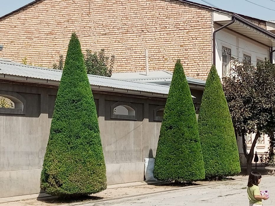 Арча кесиш дорилаш Газон Ланшафт