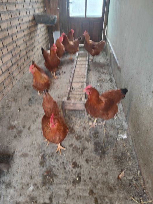 De vânzare gai   de casă și din rasa New hampshire