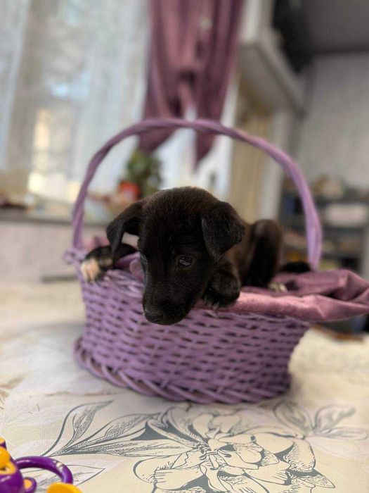 Щеночки в добрые руки породистые