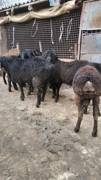 Продам токты кошкар