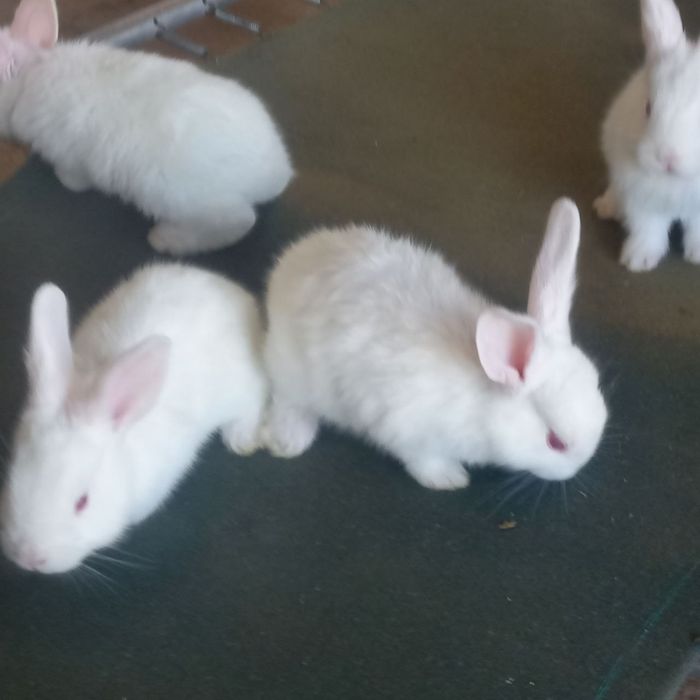 Порода хикколь, чистовкровные