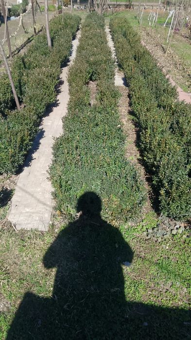 Продаётся Самшит