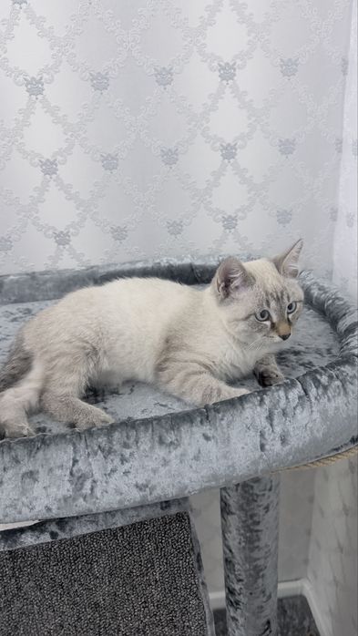 Отдам котенка в добрые руки