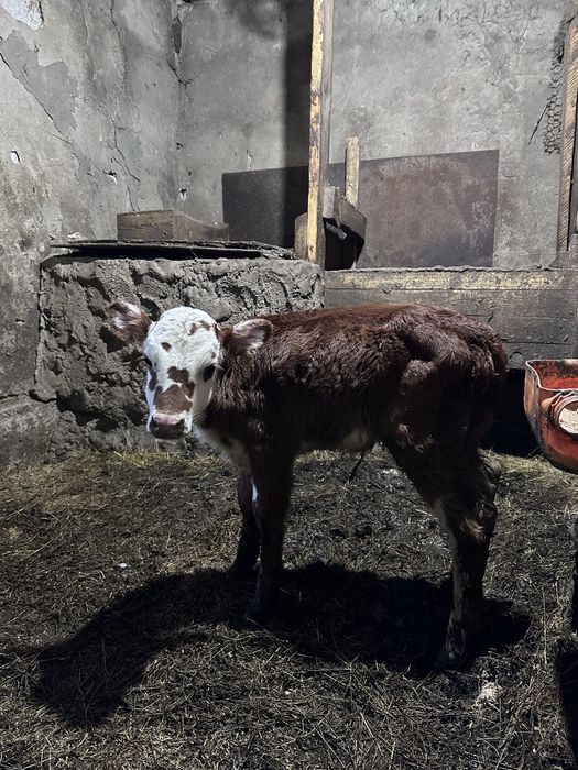 Коровы и телята