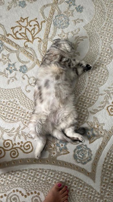 Продам кошку вислоухий